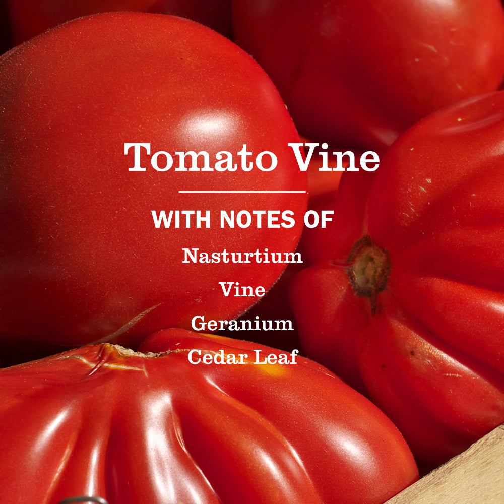 Tomato Vine Liquid Hand Soap - Image 4
